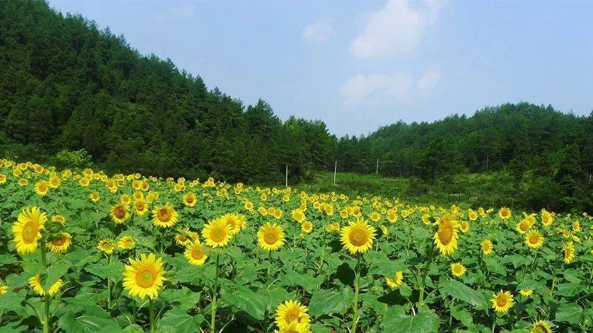 【涼境武陵山】武陵山森林公園 大木花谷避暑3日自駕自由行_花海