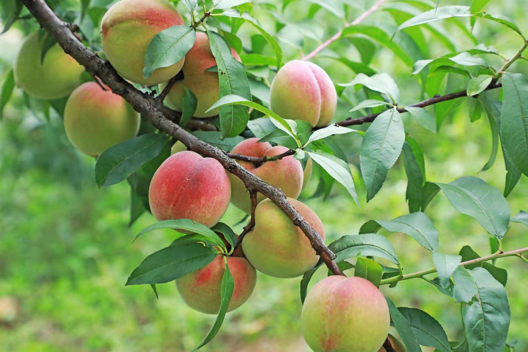 义龙新区桃花谷万亩艳红桃上市俏销