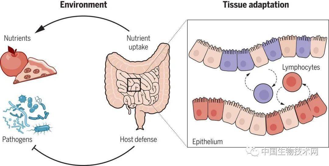 肠道免疫系统可调节营养物质的摄入