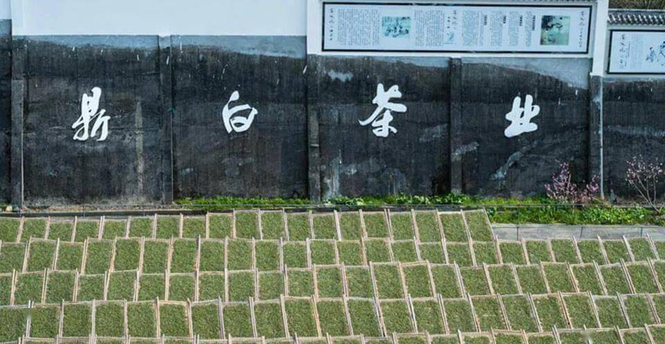 茶叶|限时特惠|茶语爆款日饮白茶,6年自然陈化,可饮可藏,一饼喝2月,仅需238元!