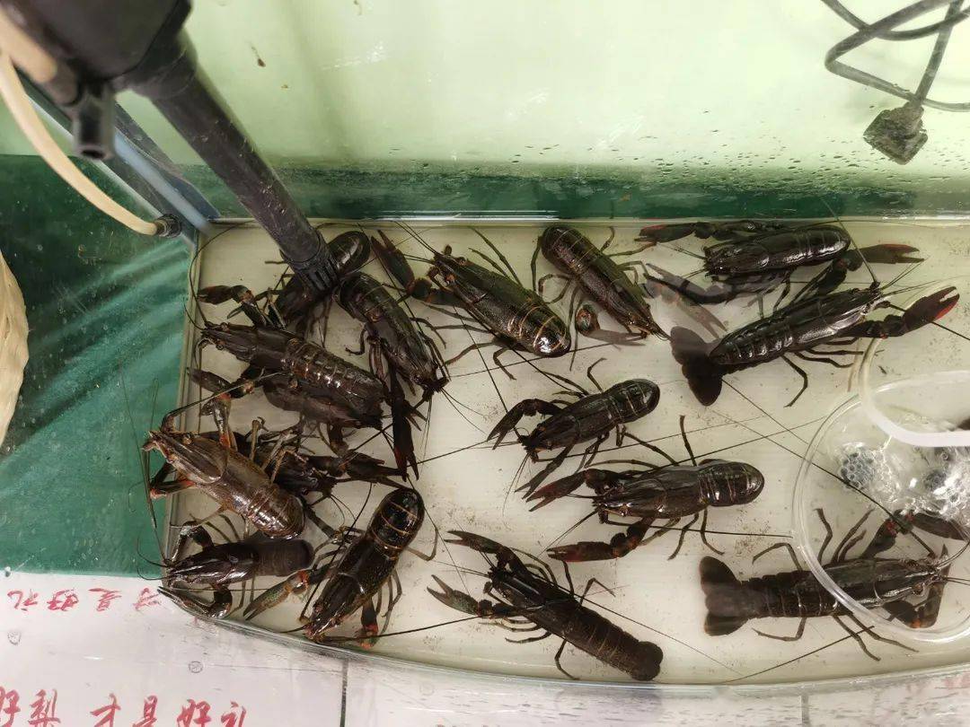 激烈pk乡村振兴河源大擂台十强总决赛