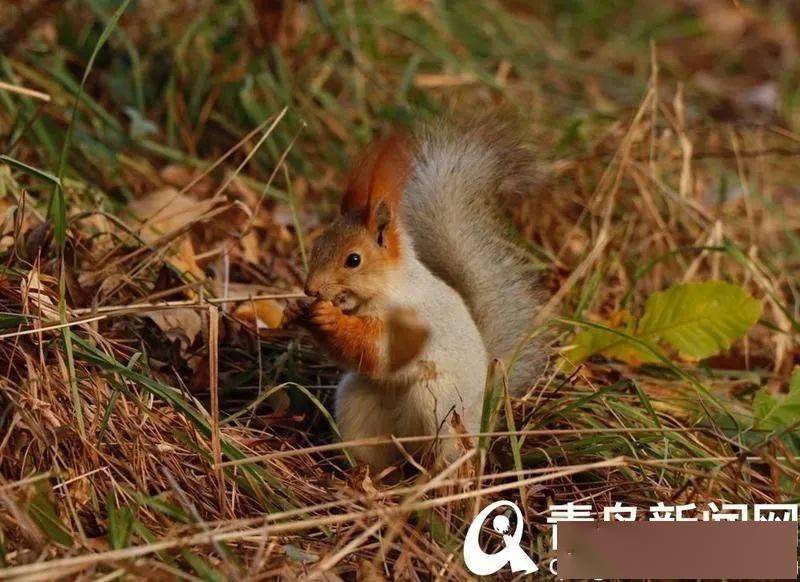 松鼠宠物视频大全 8fa96aece9764009a3c2b4937ecf67d3.jpeg