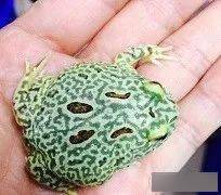 角蛙之浅见