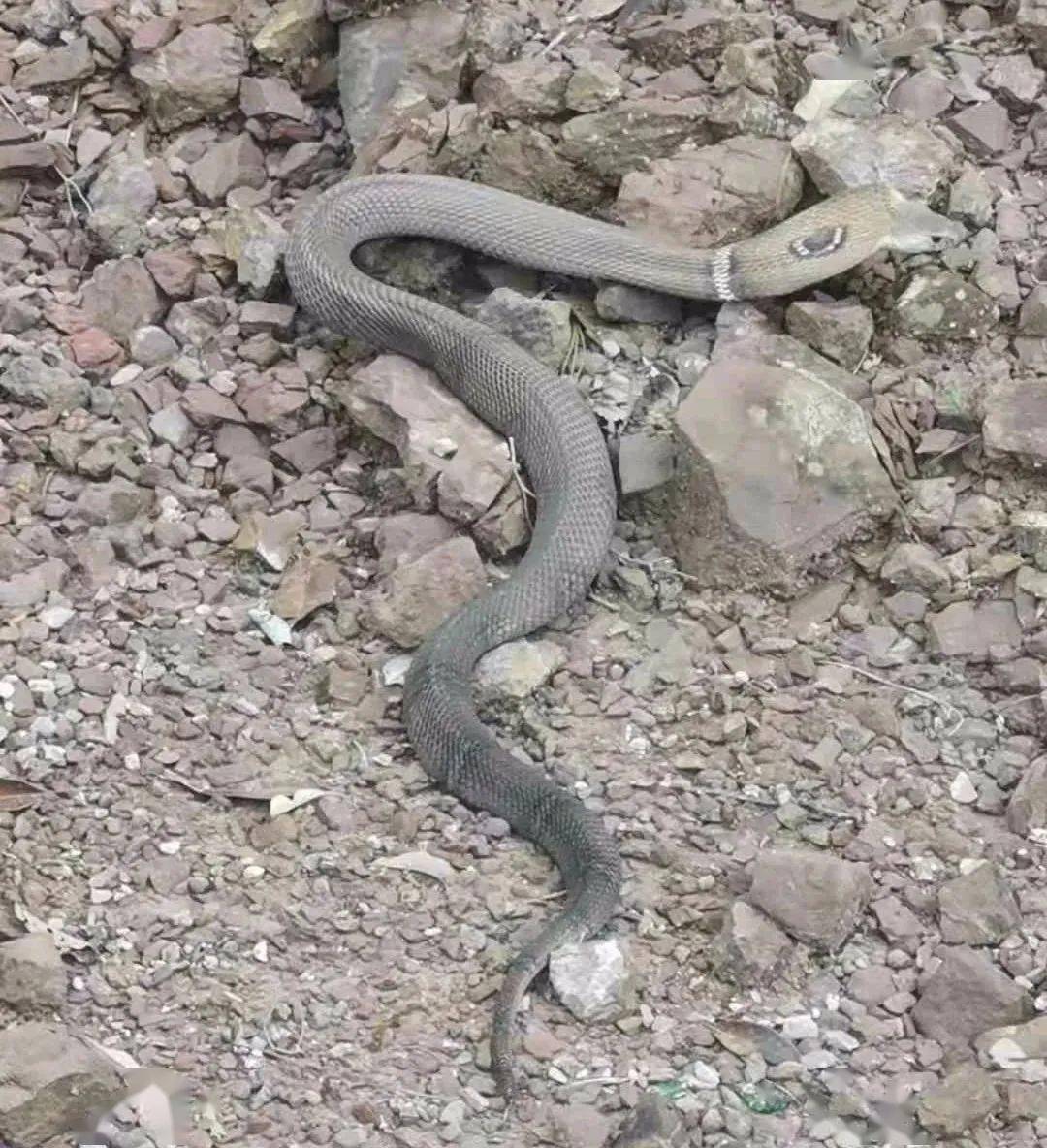 云南,一农户家的捕鼠器夹到三斤重眼镜蛇