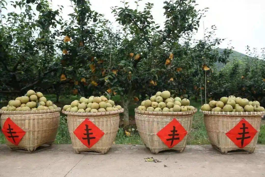 这款可以直接当水喝的雪梨来自江华瑶山