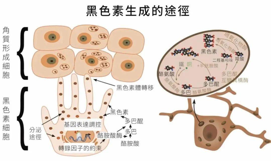 但其实人体在代谢的过程中一样会产生黑色素