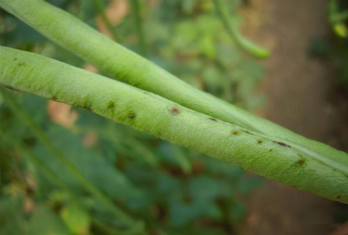 豇豆锈病症状及综合防治技术