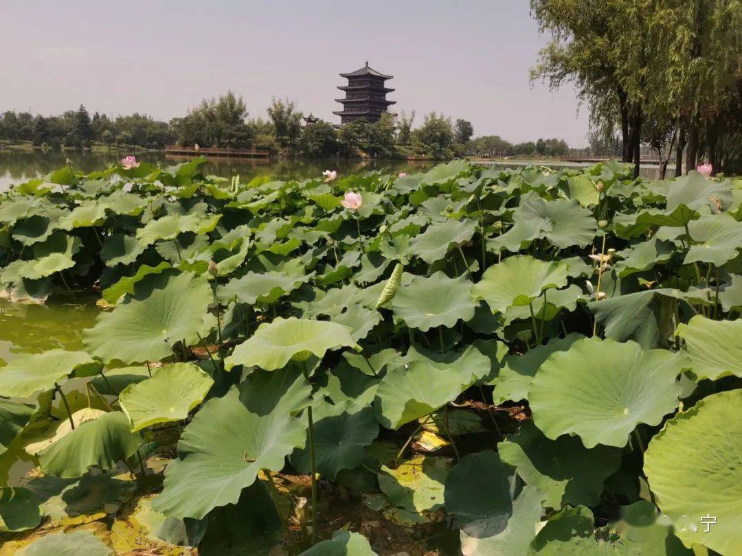 永宁湖荷花盛放邀您来赏