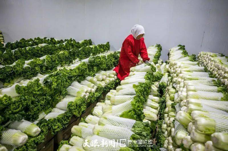 【地方商务】威宁:冷链物流助力"黔货出山"