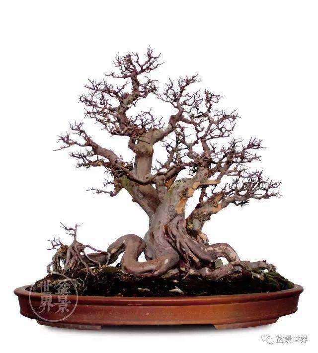 最美的100盆雀梅盆景(建议收藏)-大秦号