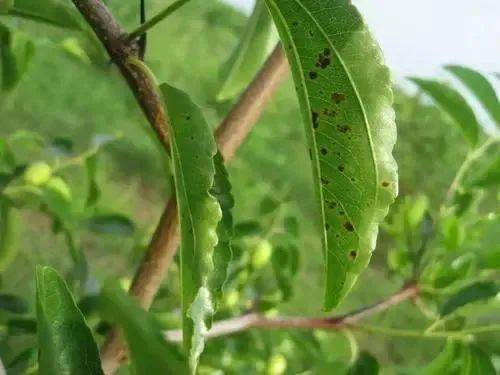 植保棗樹為什麼會落葉棗樹落葉後怎樣管理