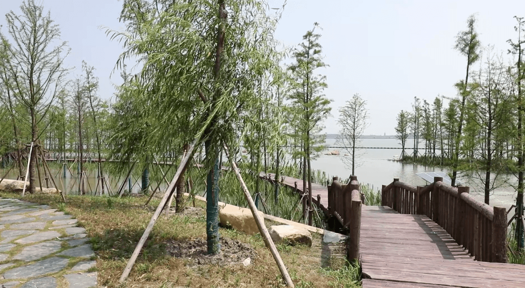 景色堪比塞纳河畔,青浦这个滨水湿地公园,夏意正浓!