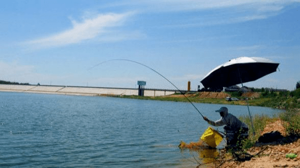 夏季釣鯉魚什麼時間中魚率高要選對這幾個黃金上魚時間