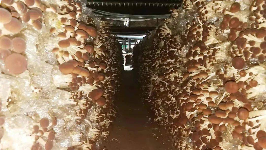 (长满茶树菇的菌包垛)