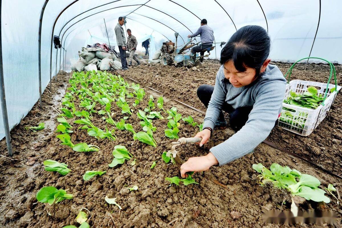 在蔬菜種植上,大多數蔬菜都可以進行移栽,像春季的辣椒,茄子,番茄