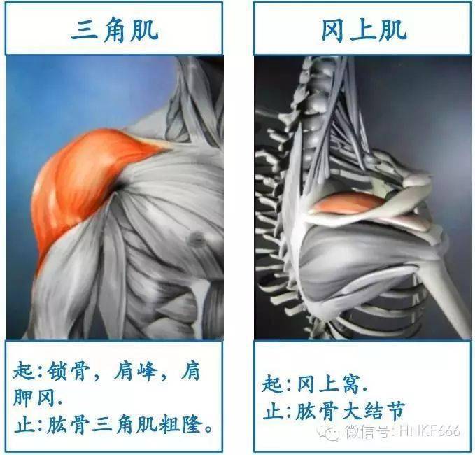 颈部肌肉太多不好记这组彩图亮了