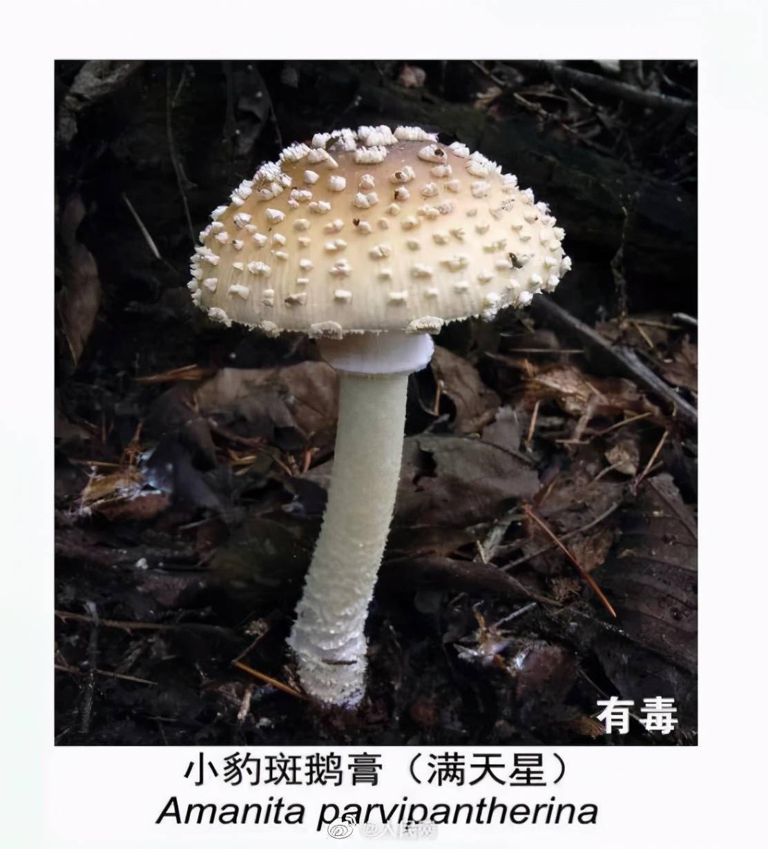这些野生菌有毒!_云南省