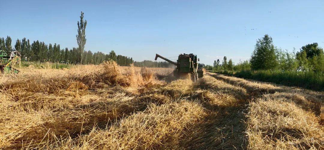 我市千亩饲用小黑麦喜获丰收_发展