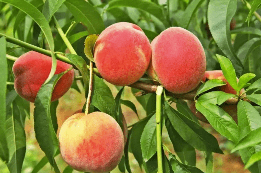 功效|桃香满枝头！这种果子对缓解咳喘也有良效