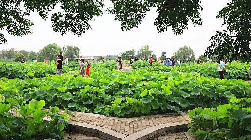 淮阳「荷花节」,向全世界发出邀请!