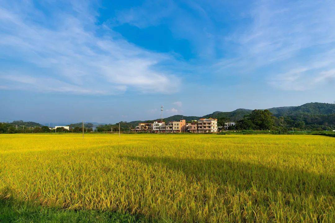 许鸿飞受邀到增城小楼镇邓山村参加星作民俗艺术汇活动