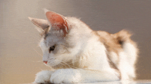 猫咪拉二胡动图图片