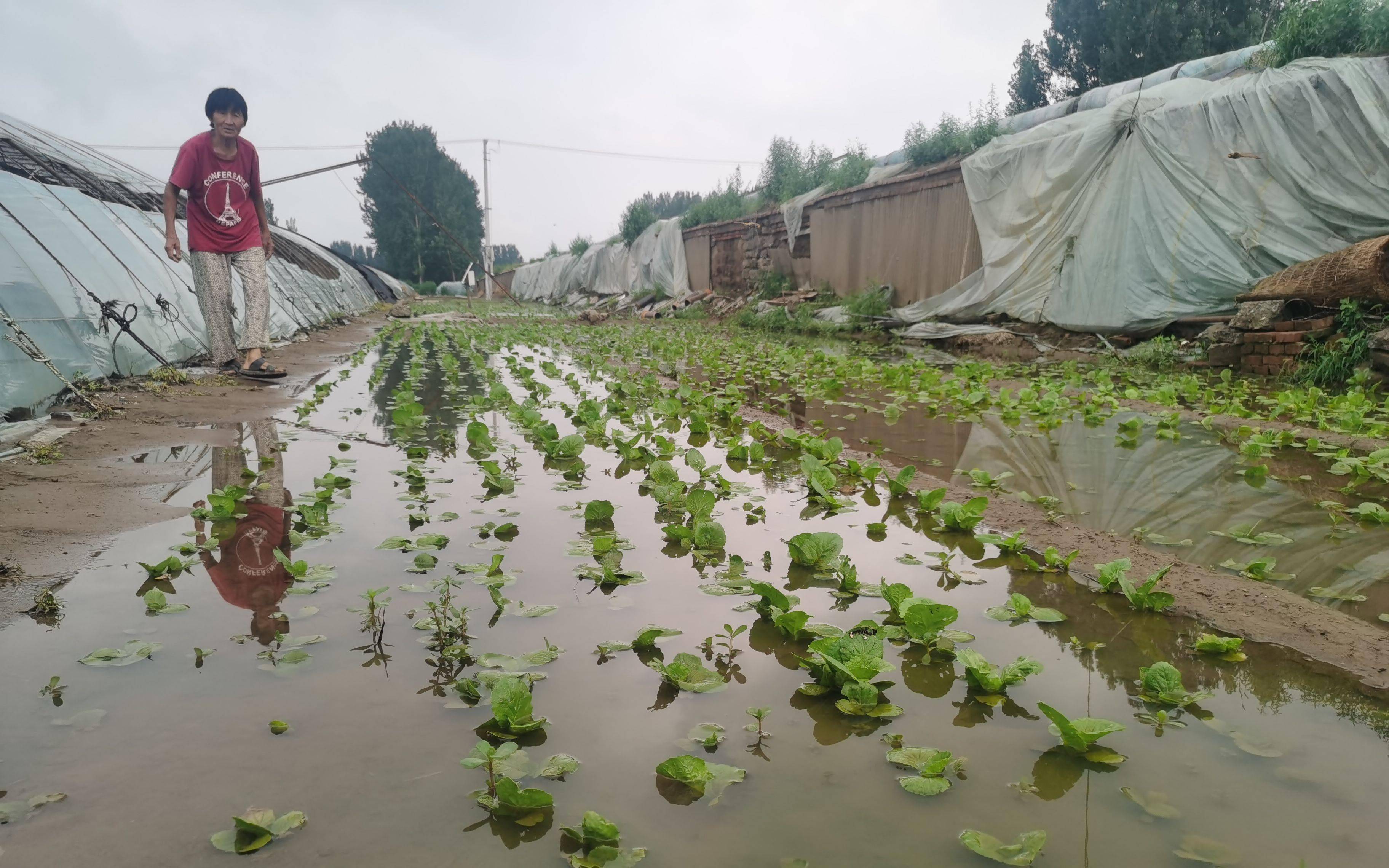 大雨间隙 京郊菜农忙排水收菜