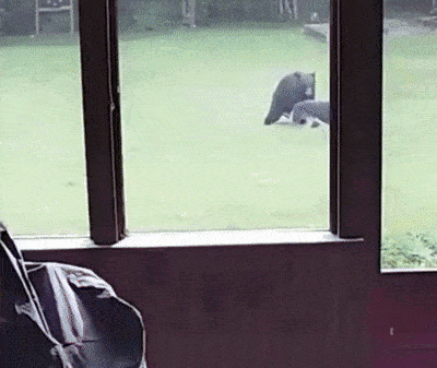 邻居来敲门：你家大德牧在院子里跟一头熊玩耍