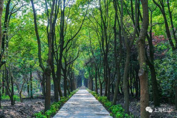 游客|【便民】松江首个开放式休闲林地建成，免费对外开放