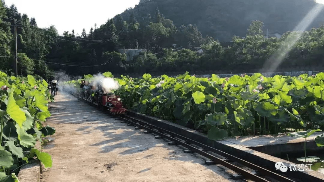 到铜仁碧江这儿，坐着火车看荷花