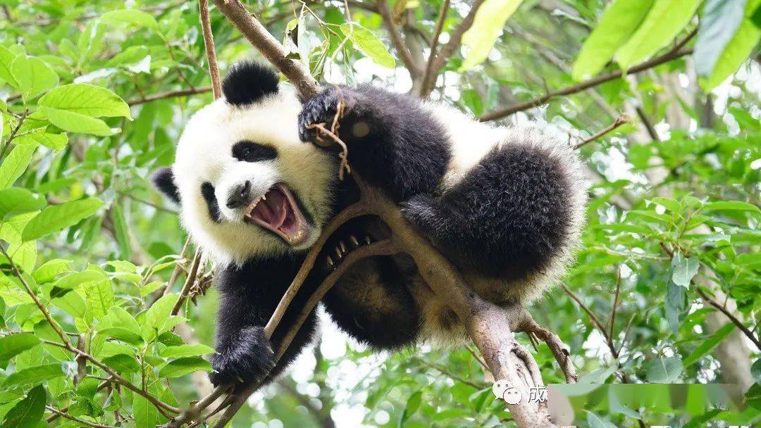 食鐵獸是什么動物_食鐵獸復原圖_黃帝坐騎食鐵獸作戰圖