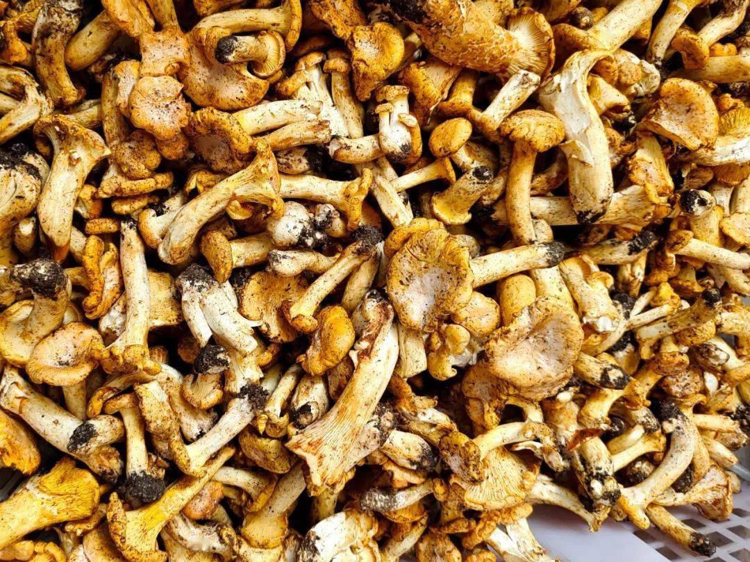 云南野生菌市场常见种类_红菇