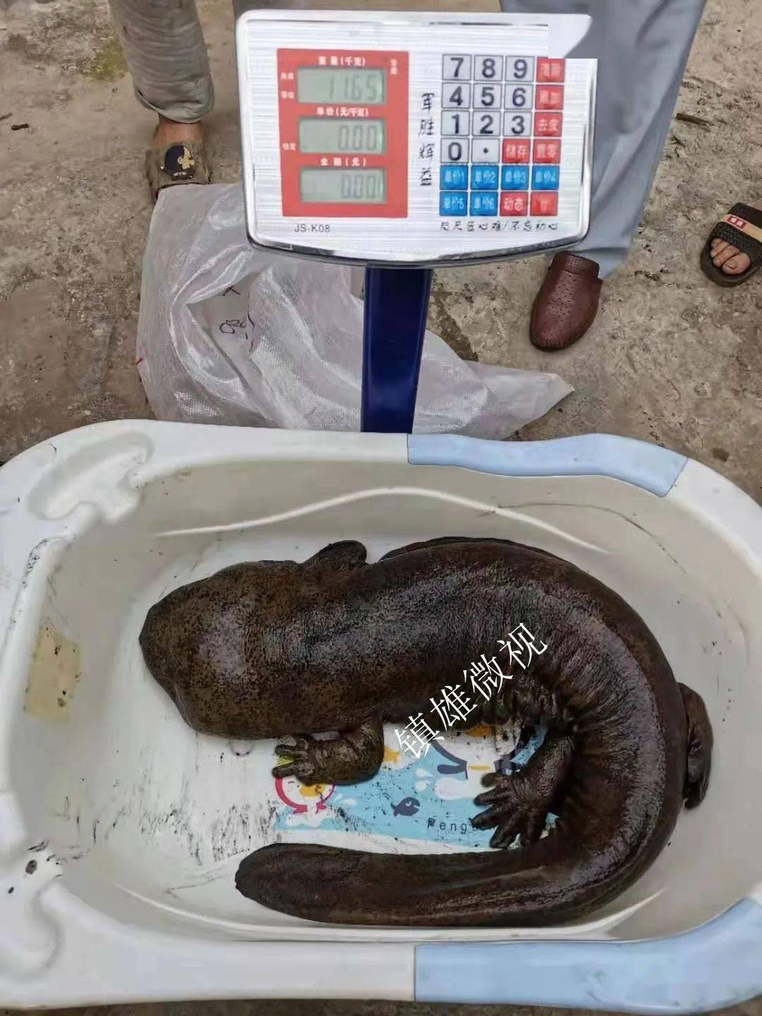 百年难遇丨镇雄惊现巨型娃娃鱼