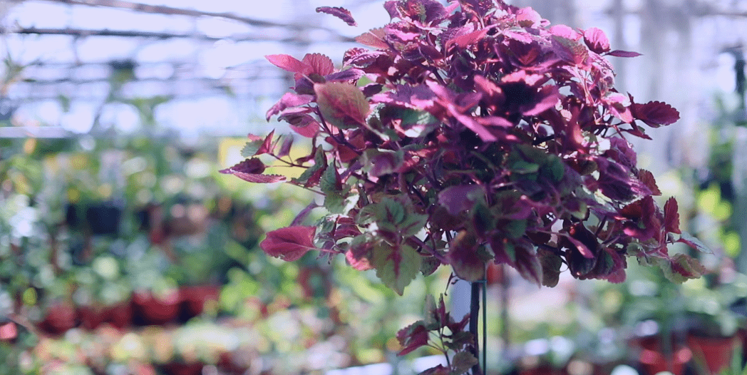 手把手带你把彩叶草修剪成棒棒糖型~(视频讲解超详细!)_侧芽