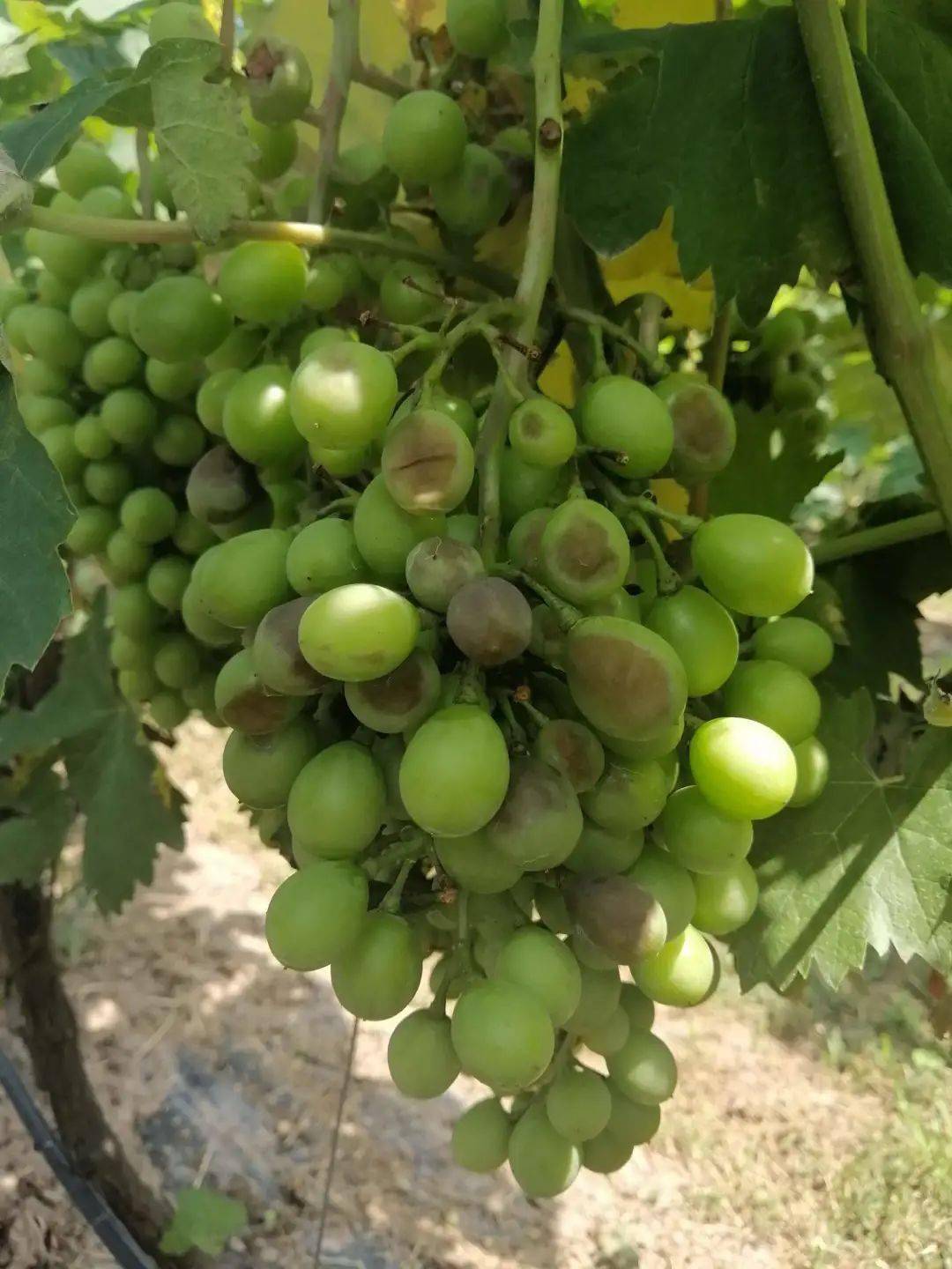 农博云课堂丨什么是葡萄霜霉病