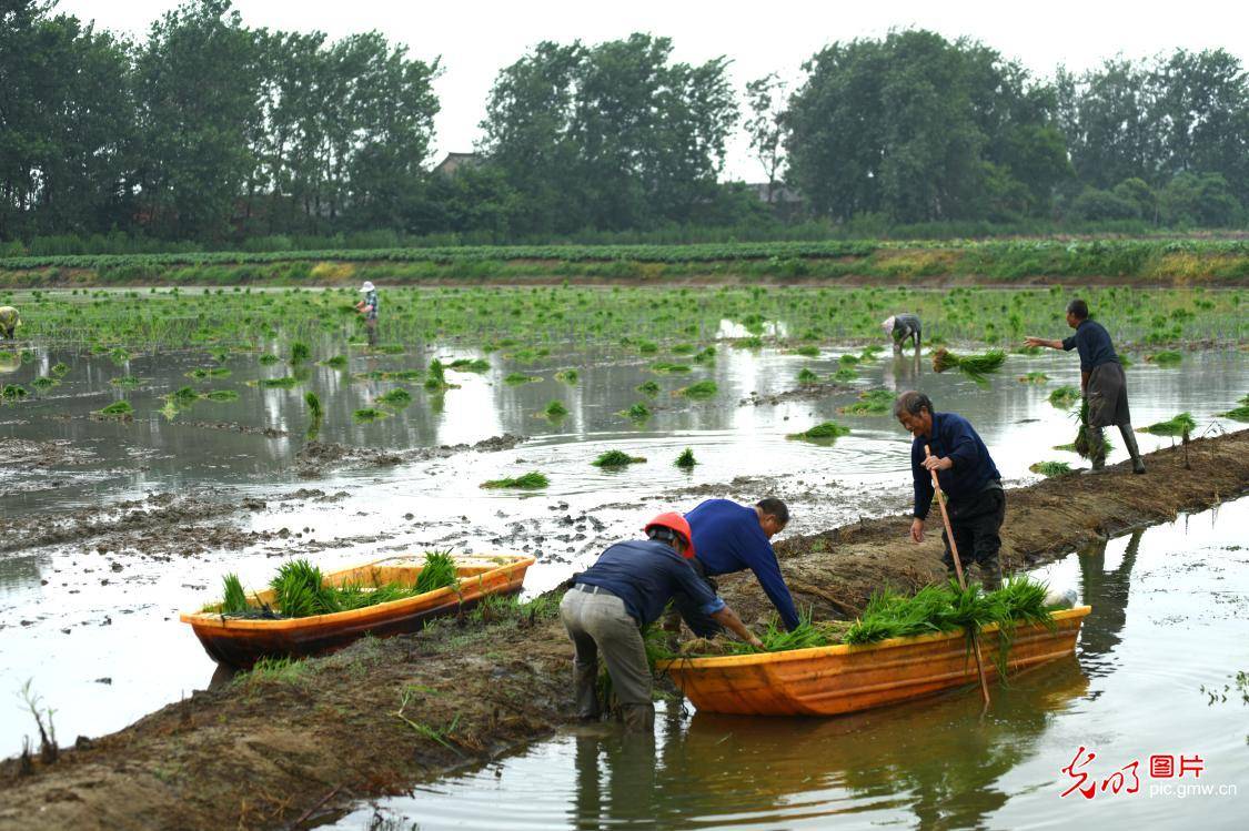 and|Rice and shrimp breeding base in E China's Jiangsu Province