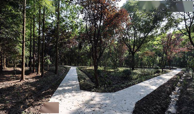 上海野趣：松江新添森林景观，新浜168亩休闲林地免费对外开放