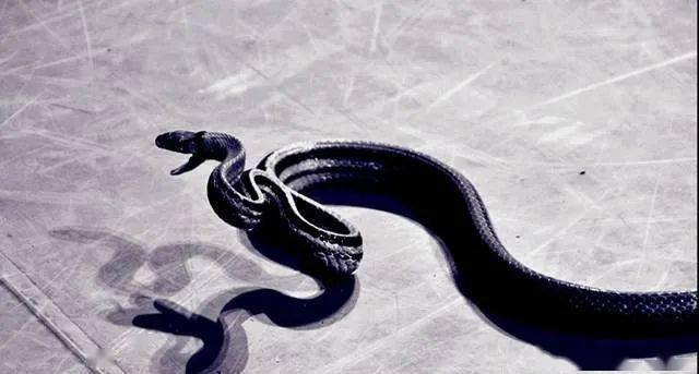 中国全身黑色的蛇图片