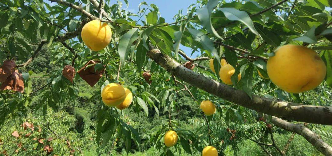 长寿之乡江西铜鼓67带你桃醉理溪2021理溪黄桃节即将拉开帷幕