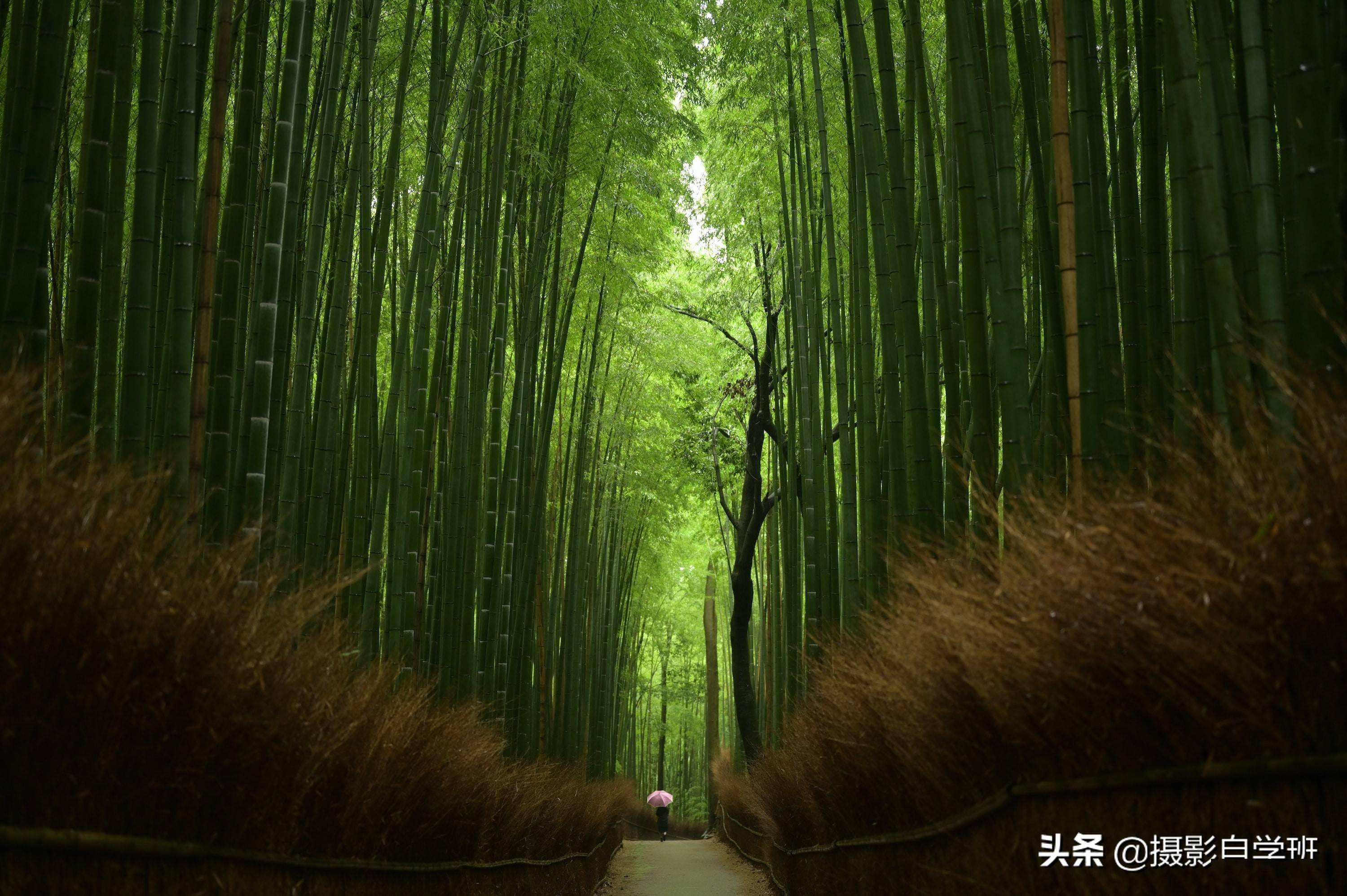 摄影构图技巧及适用场景 128482dfc9af4d248d238b85df046cde.jpeg
