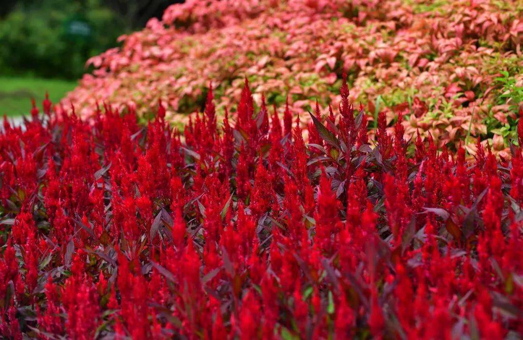 看花的时候,我爱上了武汉的夏天_芝麻花
