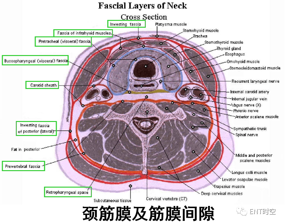 颈部和喉断层解剖_检查