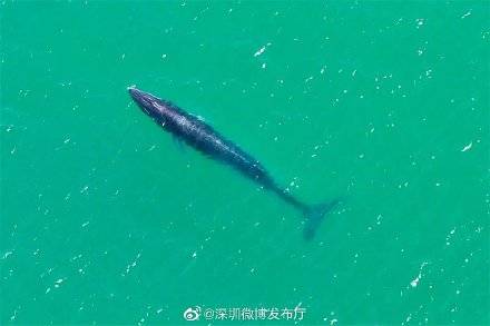 刘明明|无人机会干扰“小布”吗？专家这样说...
