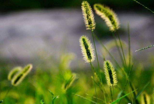 做人如草,越低调越好!