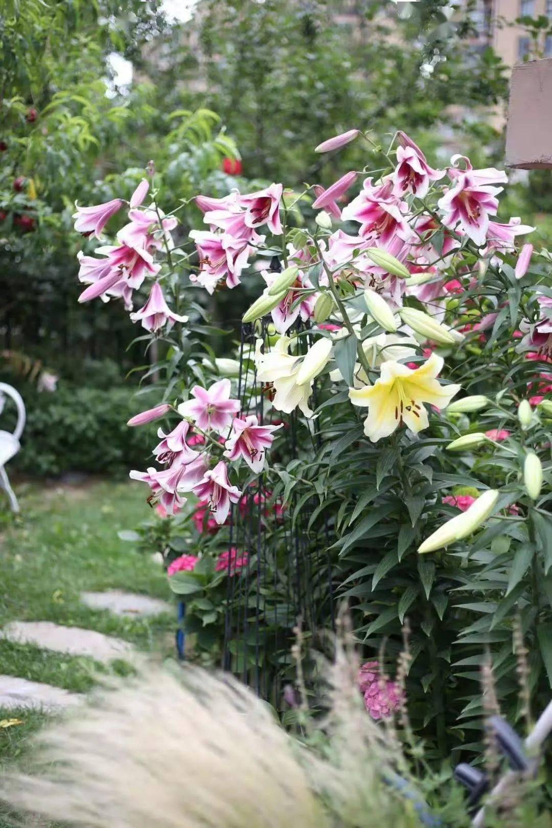 光切花可不够你种过15米高的庭院百合么