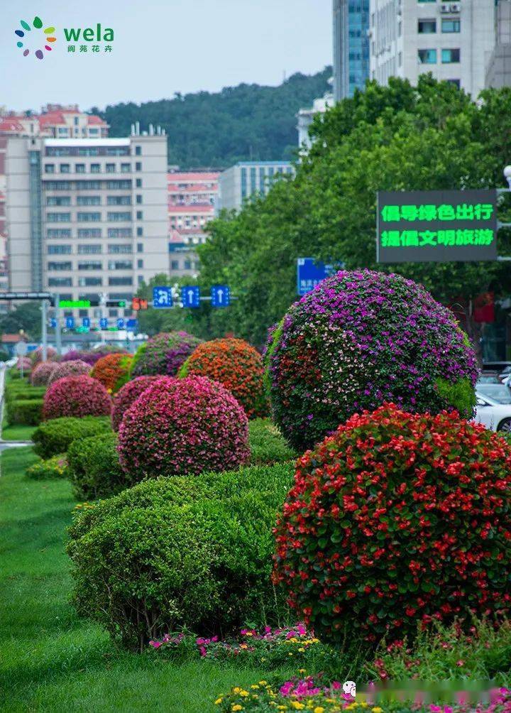 百日草,醉蝶花,钓钟柳,长春花等10余种,20余万盆色彩丰富的花境植物