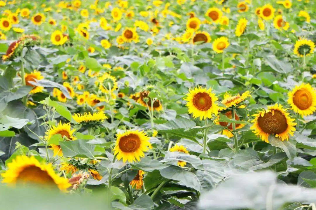 一起坠入迷人花海白马湖"向日葵的故事"景区位于岔河镇陈向村境内