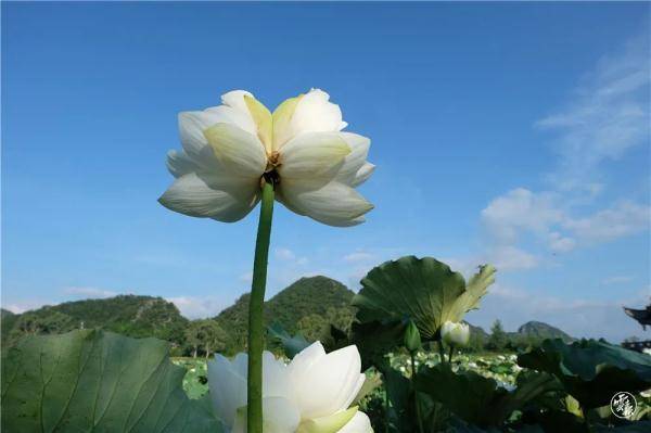 喀斯特|好运莲莲莲莲莲莲！普者黑出现第二朵“并蒂莲”