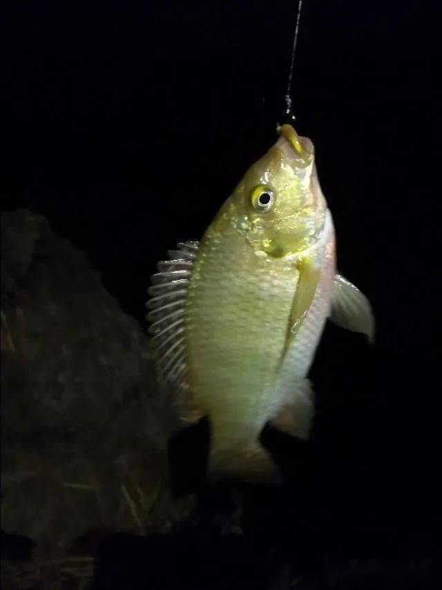 夜釣一般幾點有口夜釣的好處及上魚最佳時間