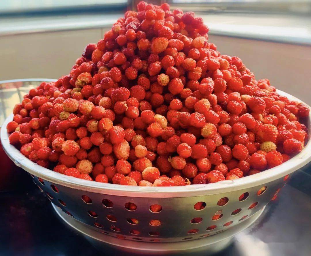 嘿岷县的瓢儿熟了你还不来吗